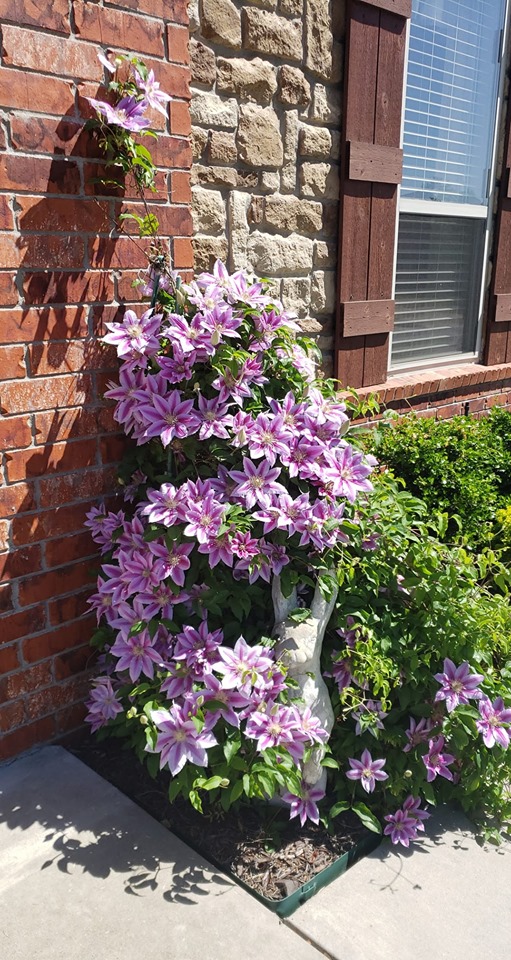 Spring Flowers