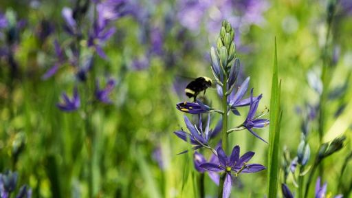 Spring Flowers