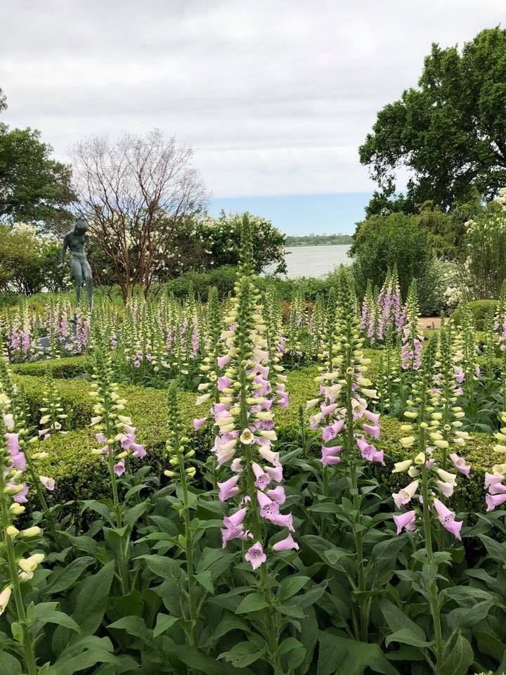 Spring Flowers
