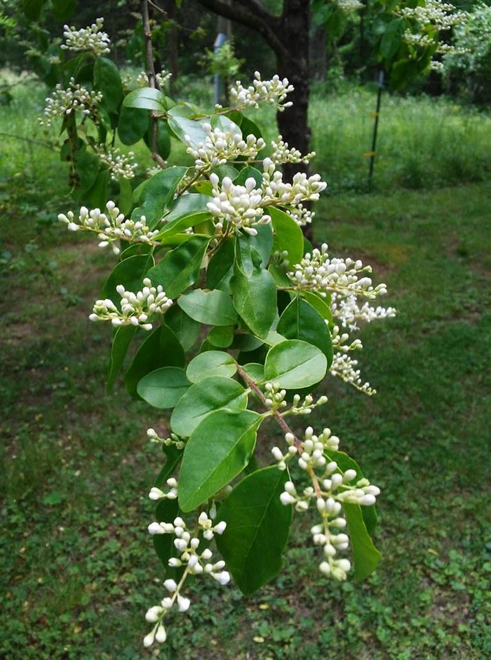 Spring Flowers