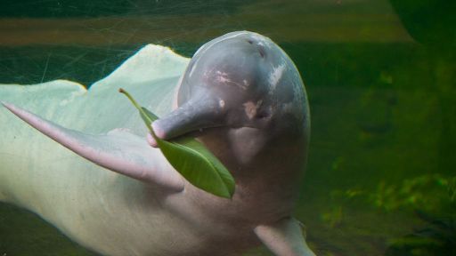 Amazon River Dolphin