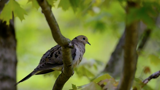 Celebrate Urban Birds