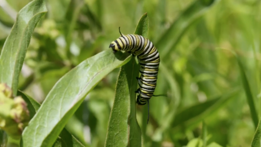 Monarch Caterpillar