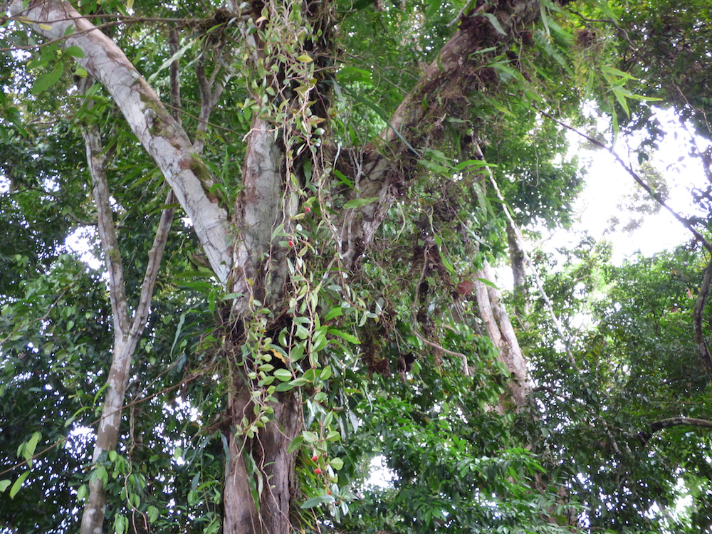 Ant Garden within an Amazon Tree.