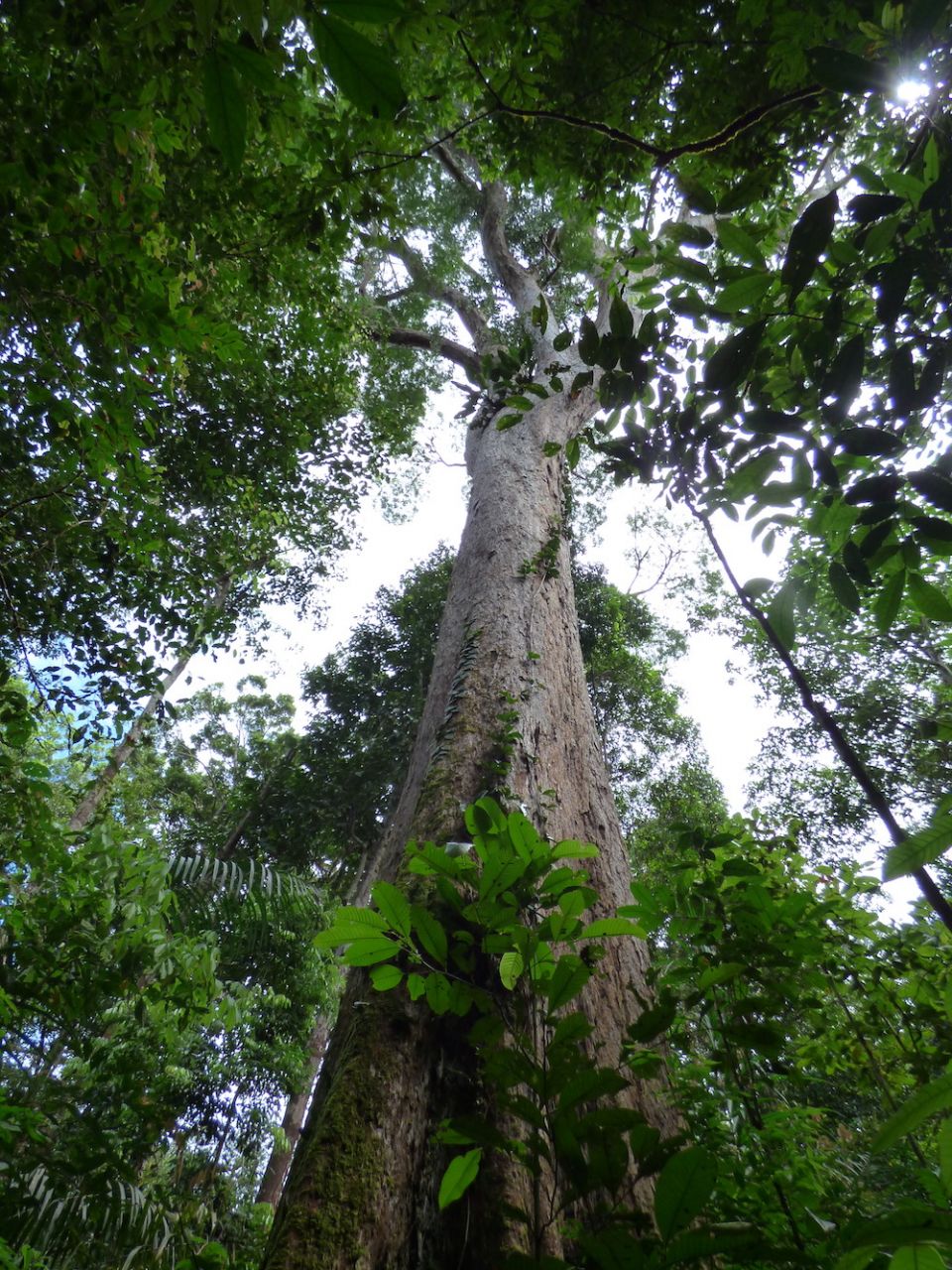 Amazon tree