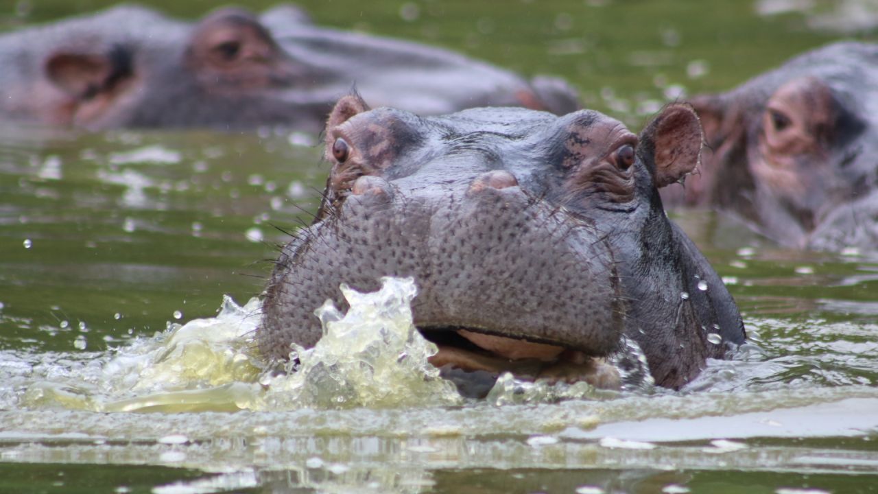 Hippopotamus 