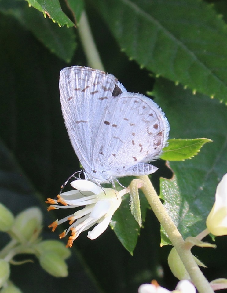 Photo by Alice Whitney Webb - Summer Azure butterfly - Massachusetts
