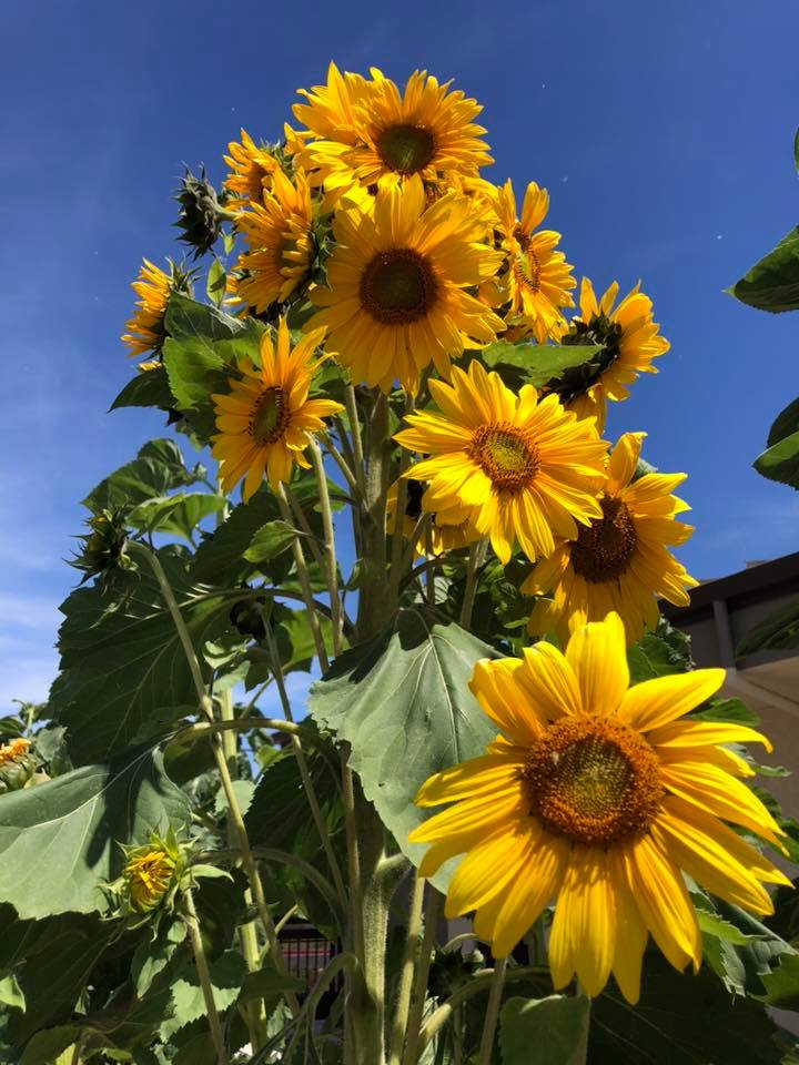 Photo by Barbara Griffin McKenna - Sunflowers in our school garden- Folsom, CA
