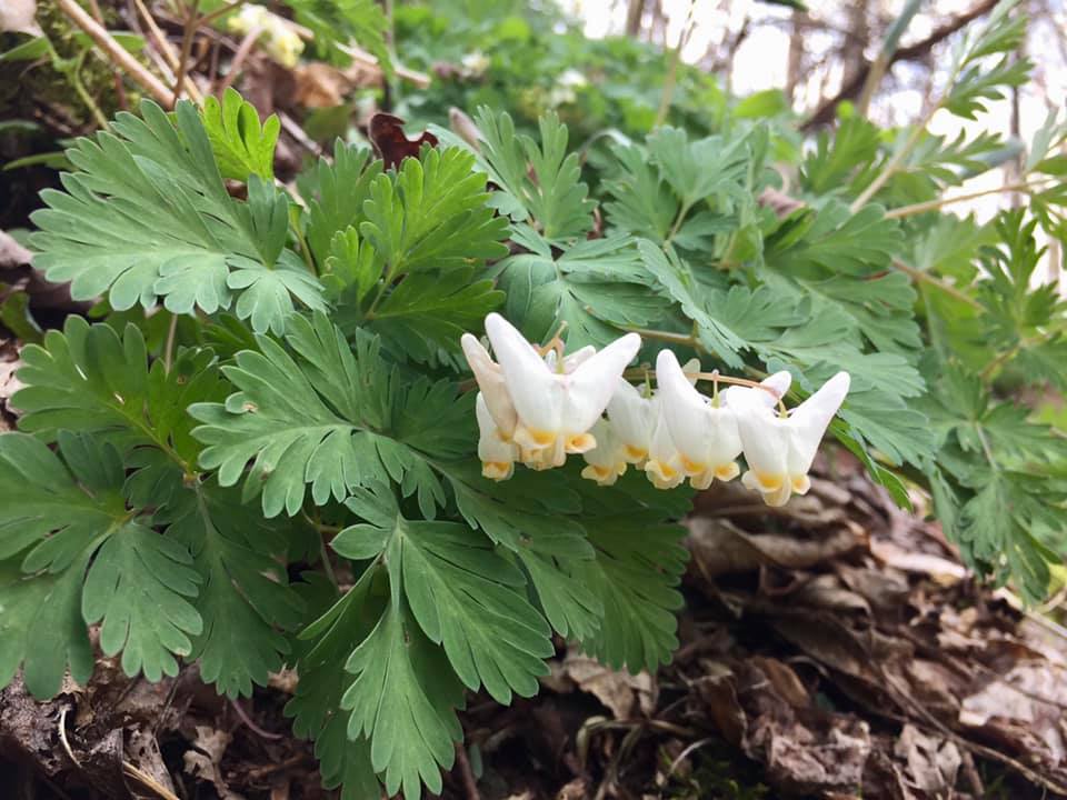 Photo by Beth Sganga Deir - White Flowers