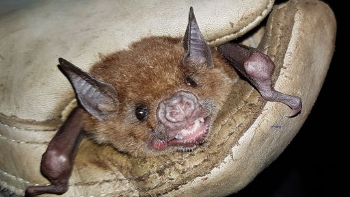 Bracyphylla cavernarum, fruit-eater bat. Photo by Lisa Sims.