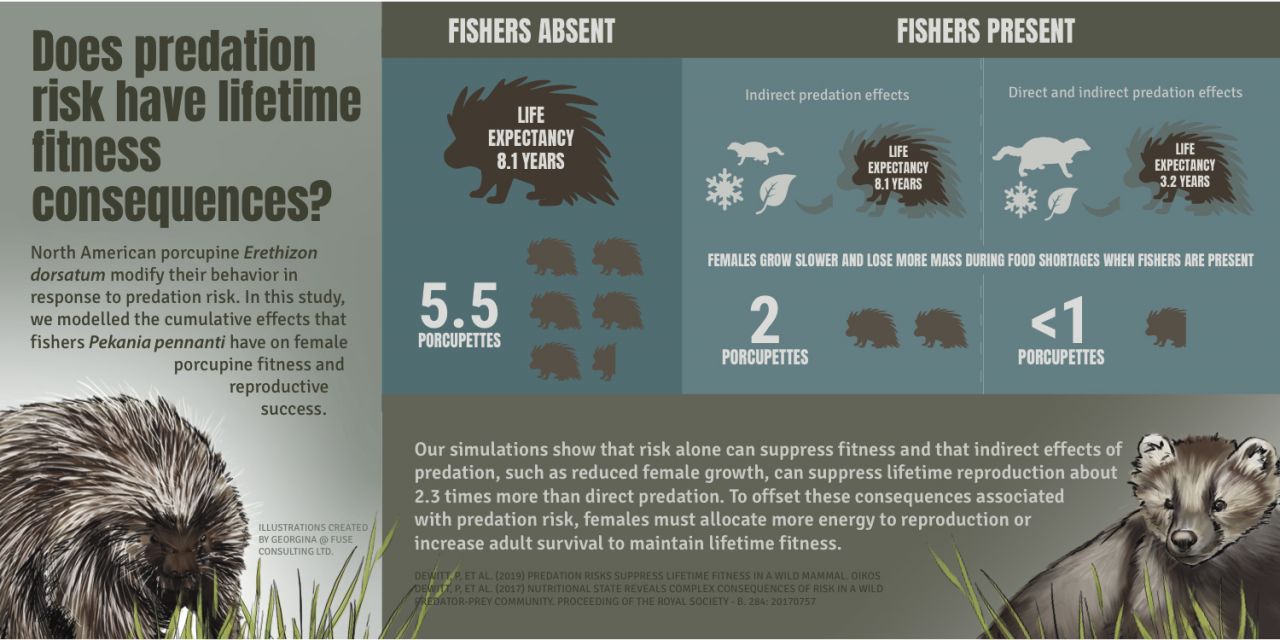 DeWitt Porcupine Infographic