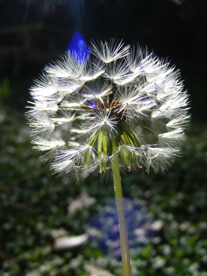 By Della Falbo - Dandelion