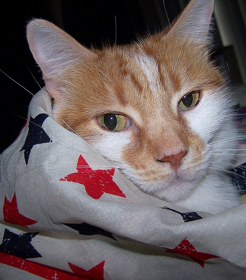 Photo by Diane Jensen - My patriotic cat, Louie