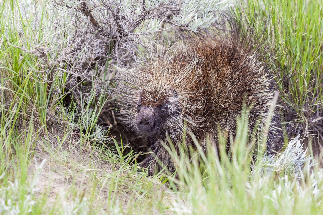 Porcupine