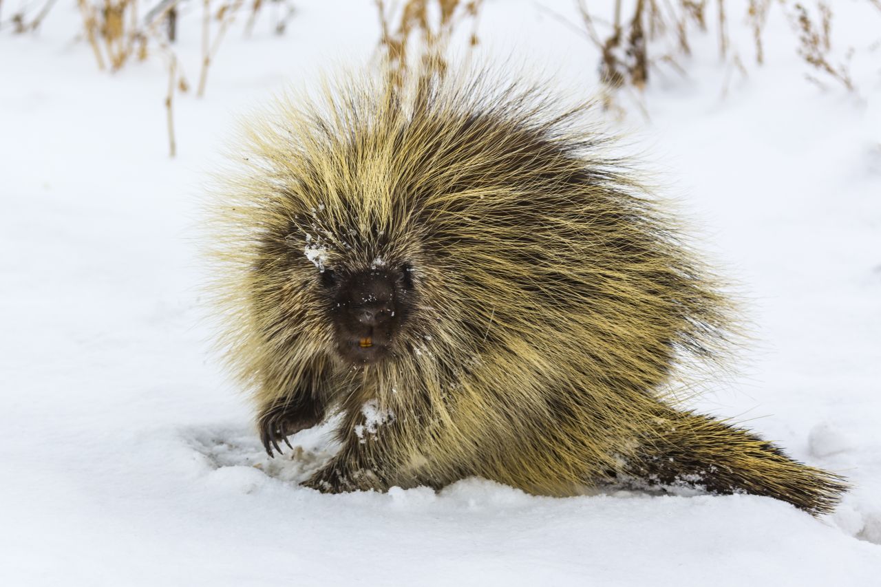 Porcupine