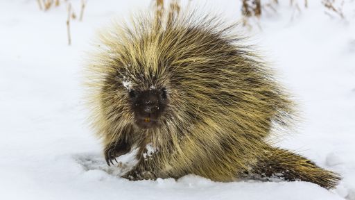 Porcupine