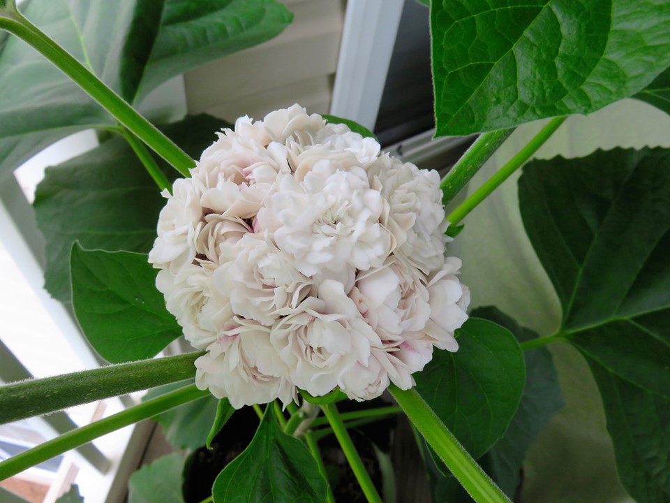 Photo by Emily Boemanns - White Flowers