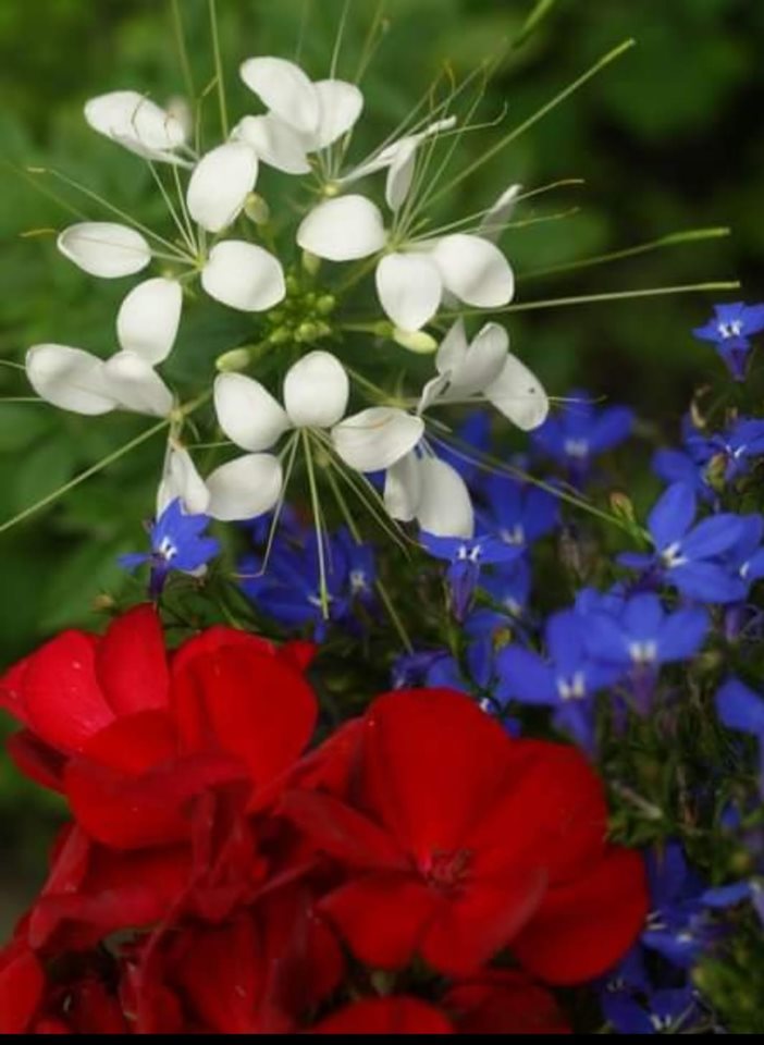 Photo by Lori Larson - Red White Blue flowers