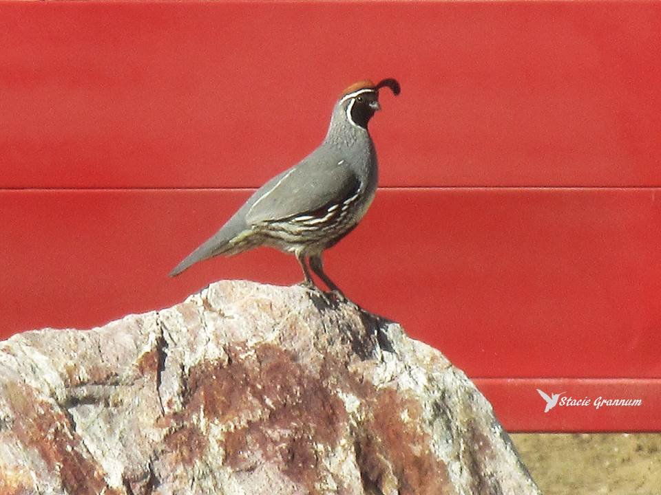 Photo: Male Gabels Quail - Kingman, AZ