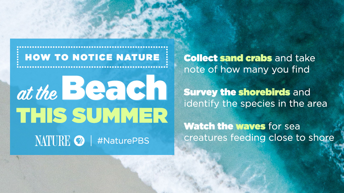 How to Notice Nature at the Beach