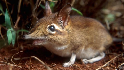 A sengi on the run. Credit: © John Downer/ Naturepl.com