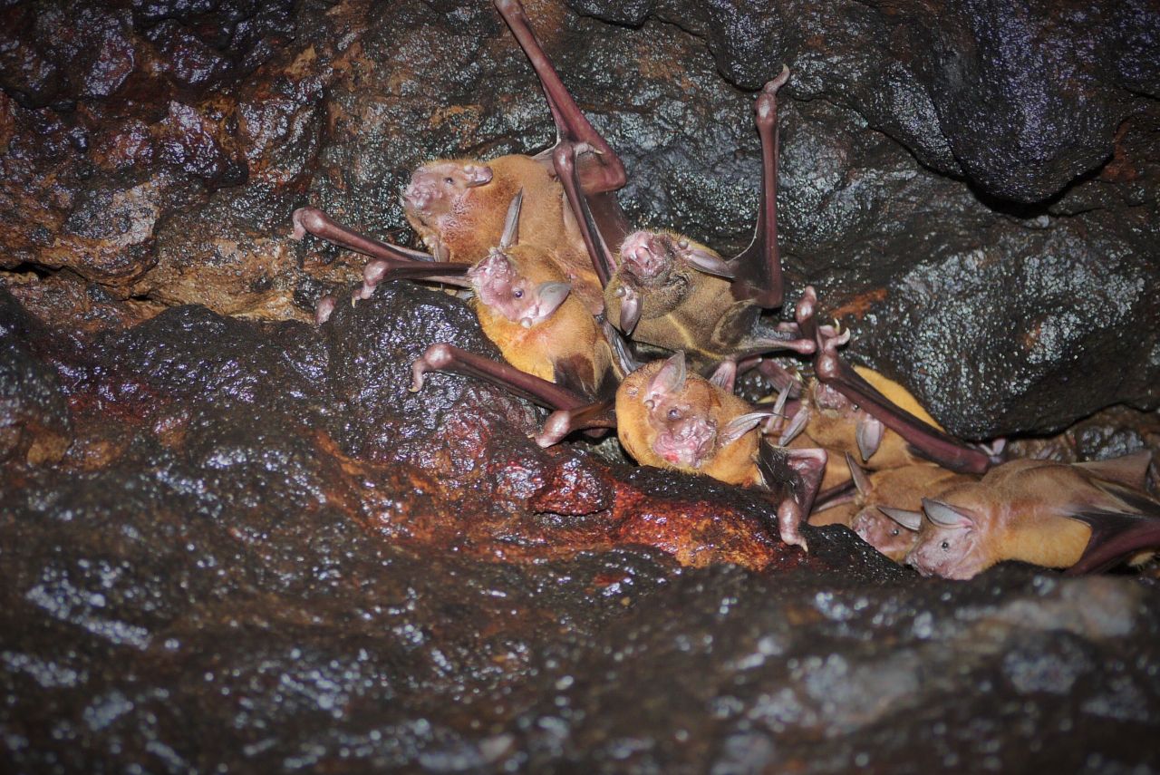 Noctilio leporinus_fisherman bats roosting in sea side cave