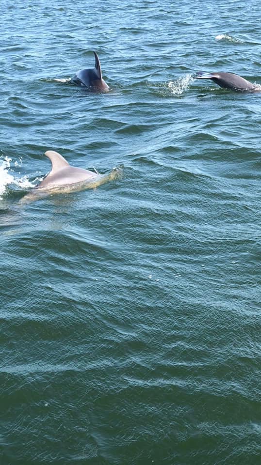 Photo by Noelle Cook - Dolphins in the turquoise blue waters of the Gulf