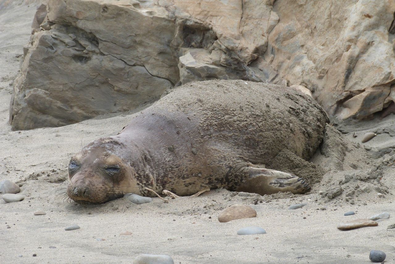 Elephant Seal