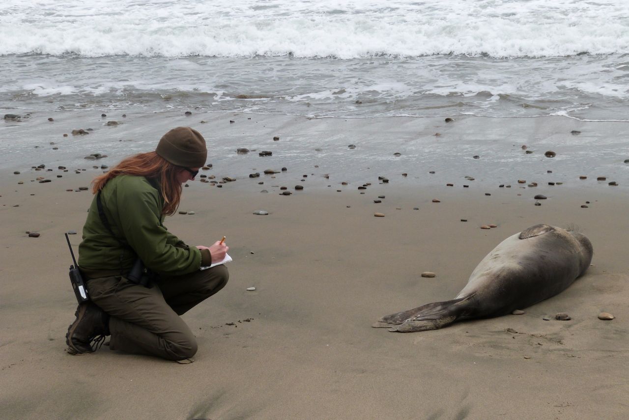 Sarah Codde taking notes on a young elephant seal