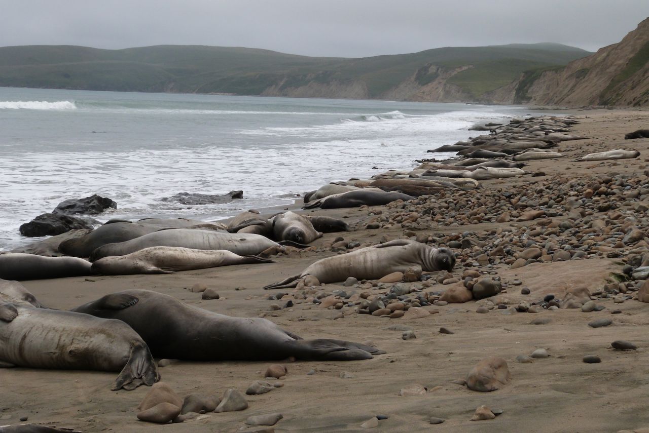 Colony of Elephant Seals