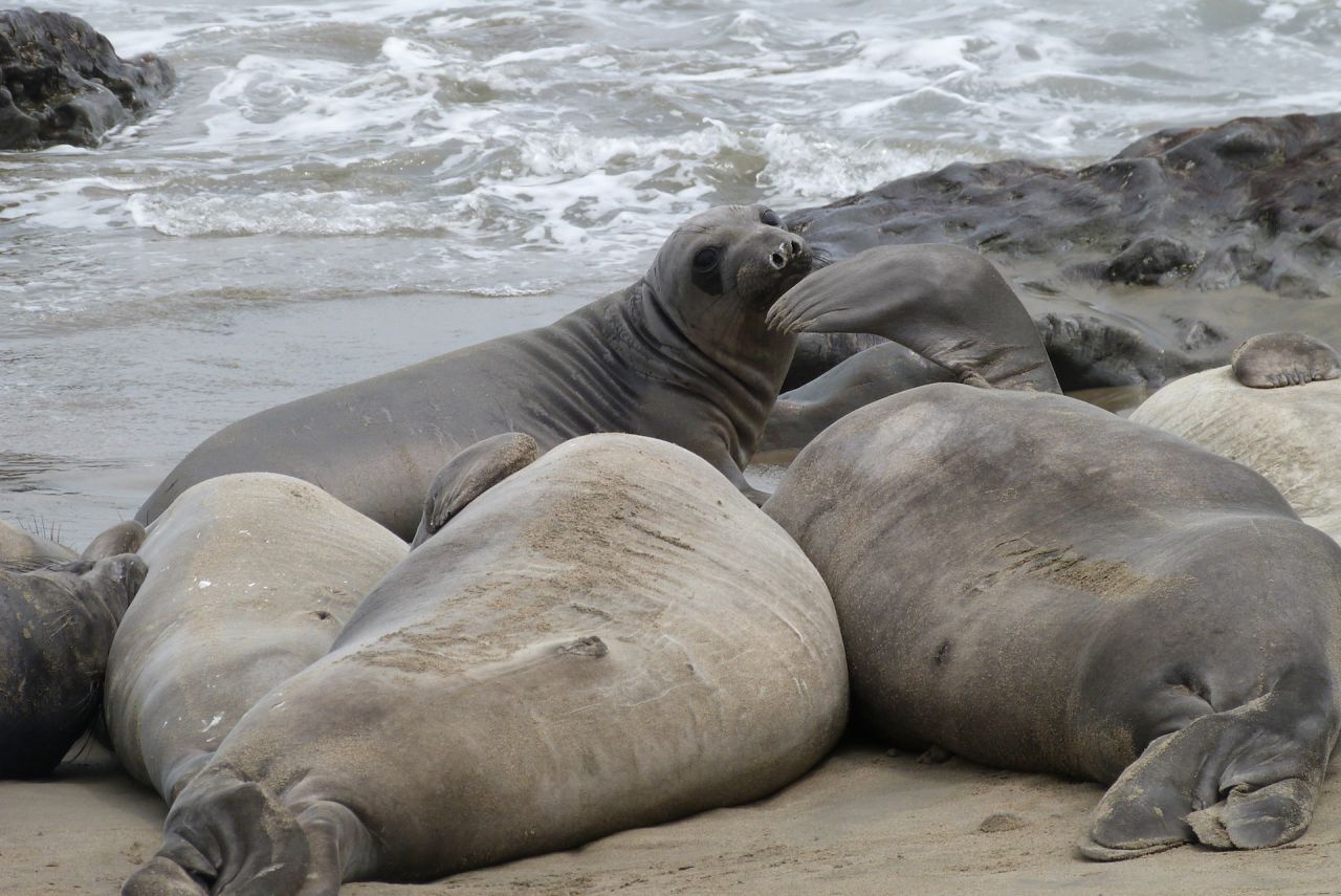 elephant seals