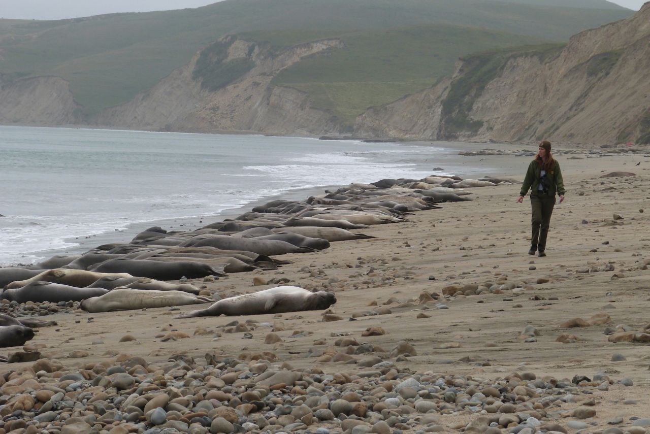 Colony of Elephant Seals