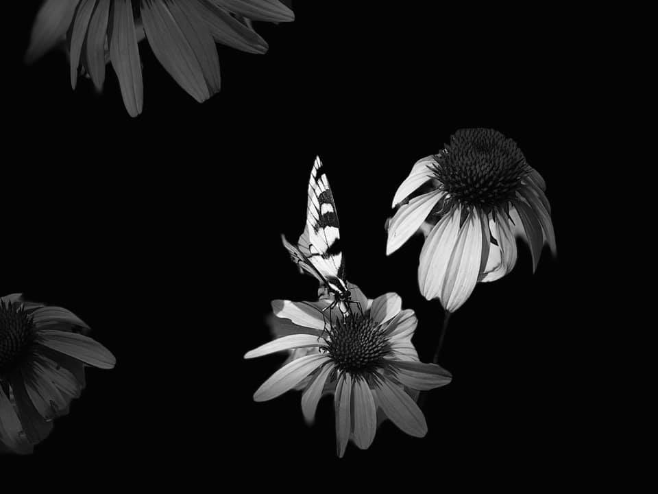 Photo by Paulette Borosky