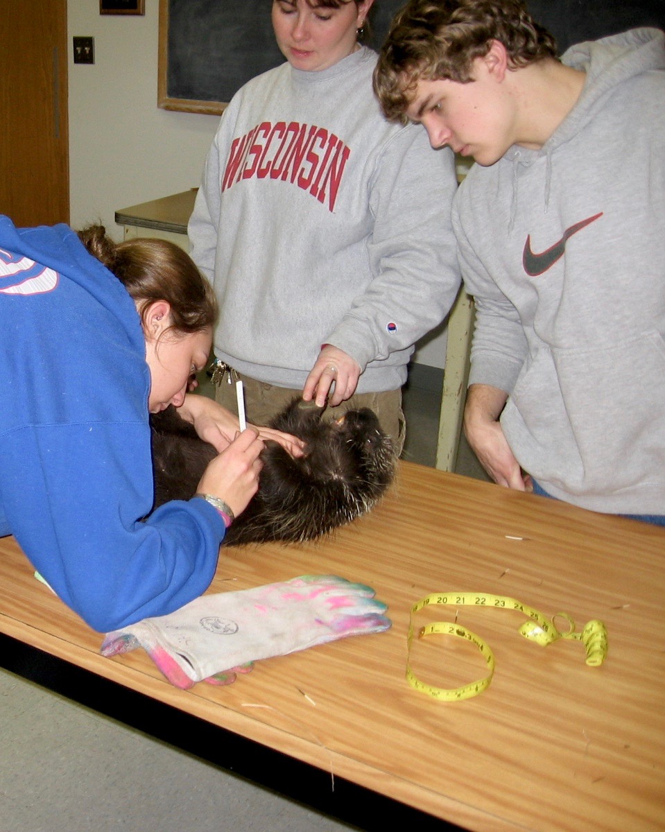 Sandhill Research Students study a porcupine