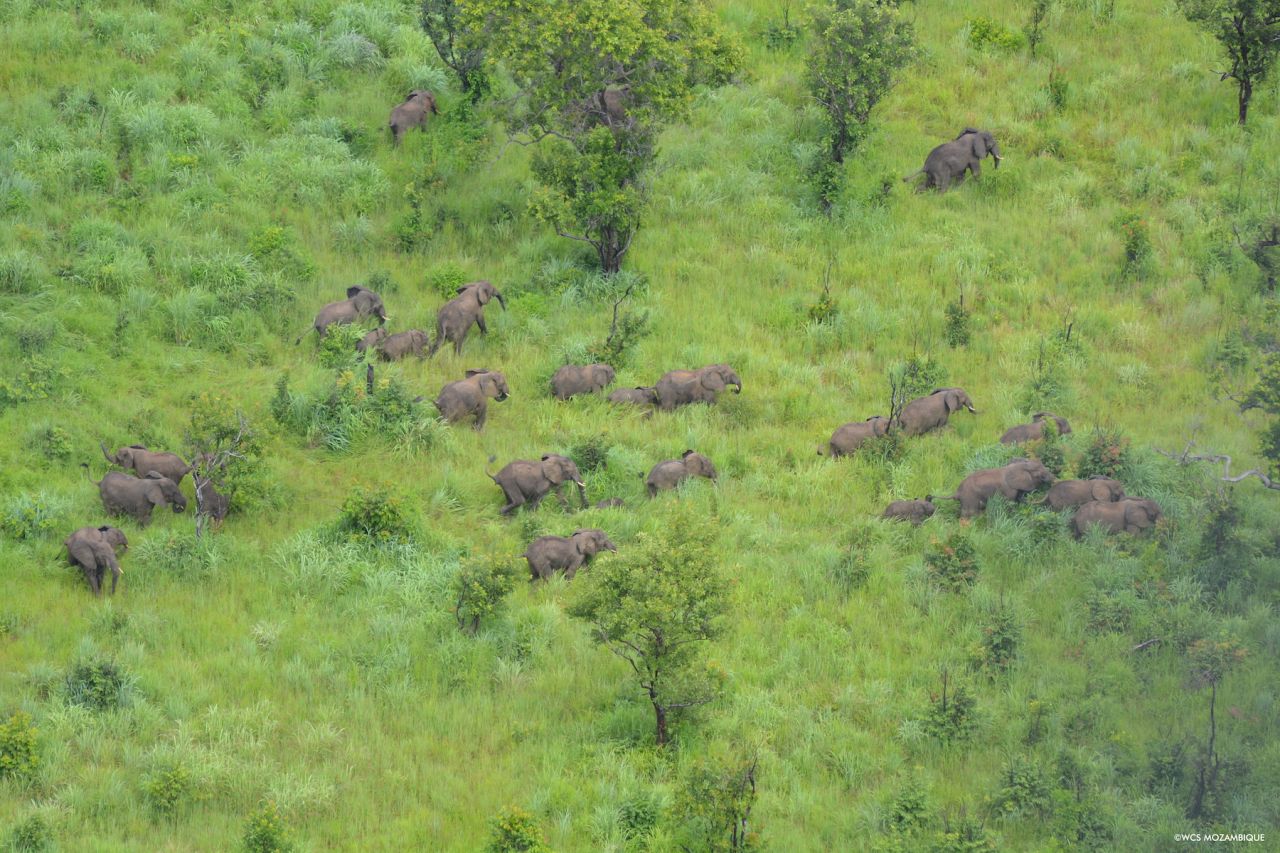 WCS Mozambique Elephants