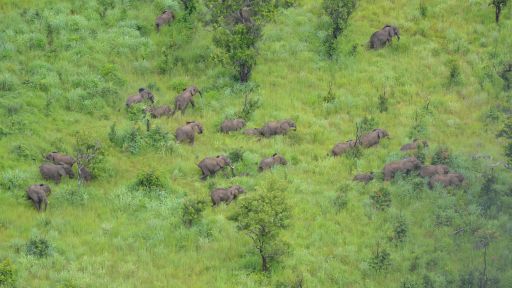 WCS Mozambique Elephants