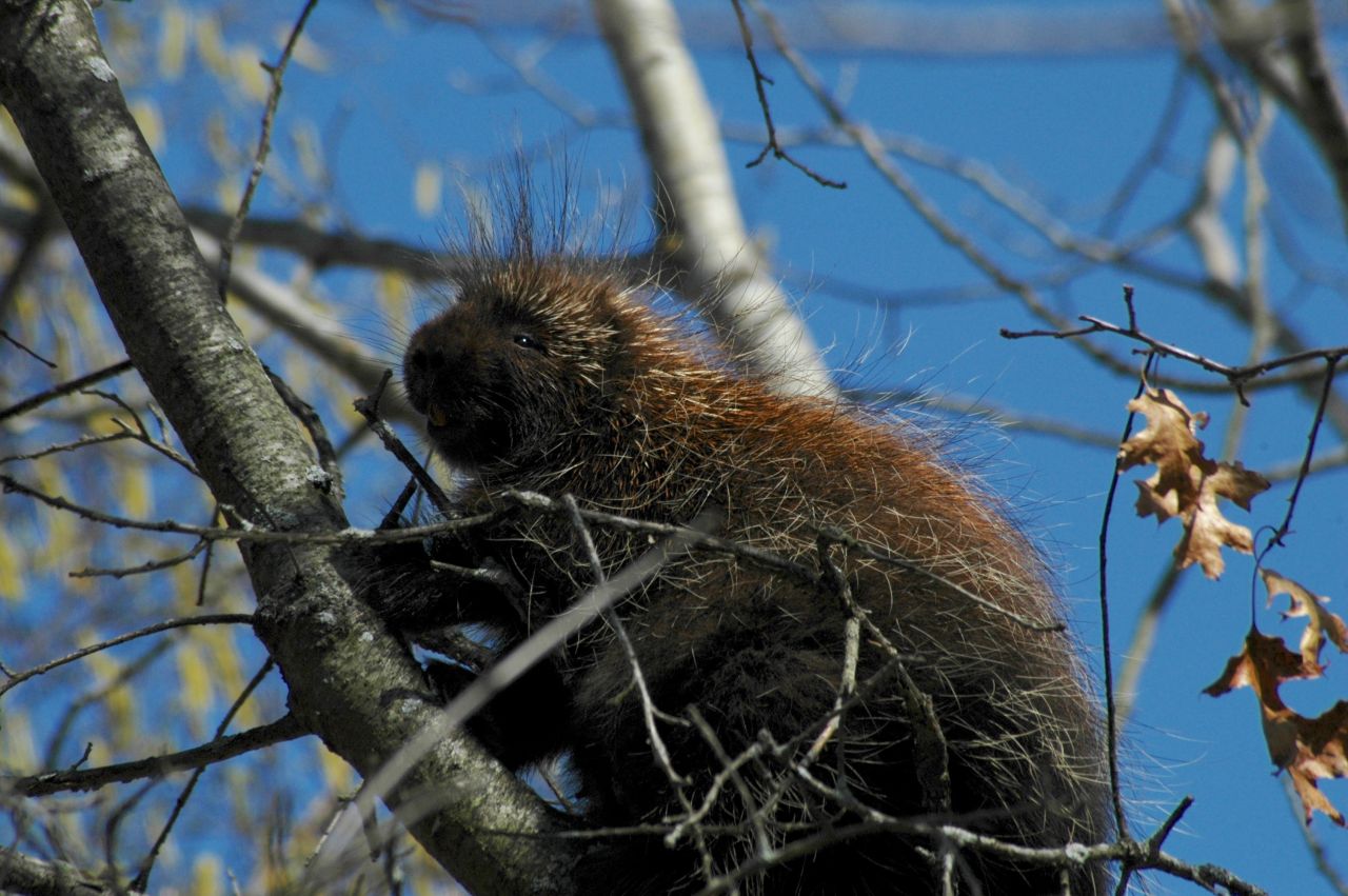 Porcupine up a tree