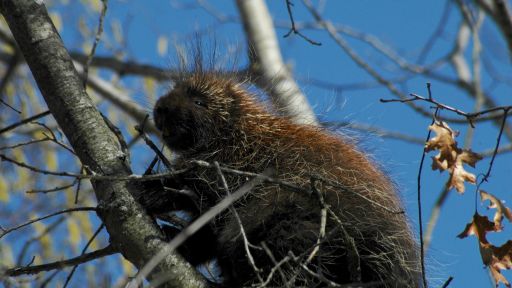 Porcupine up a tree