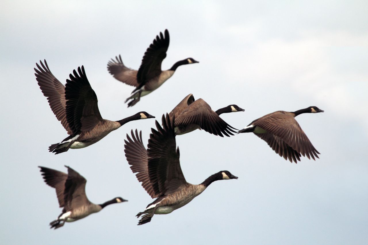 Canada Geese