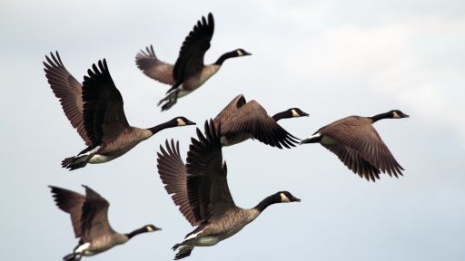 Canada Geese