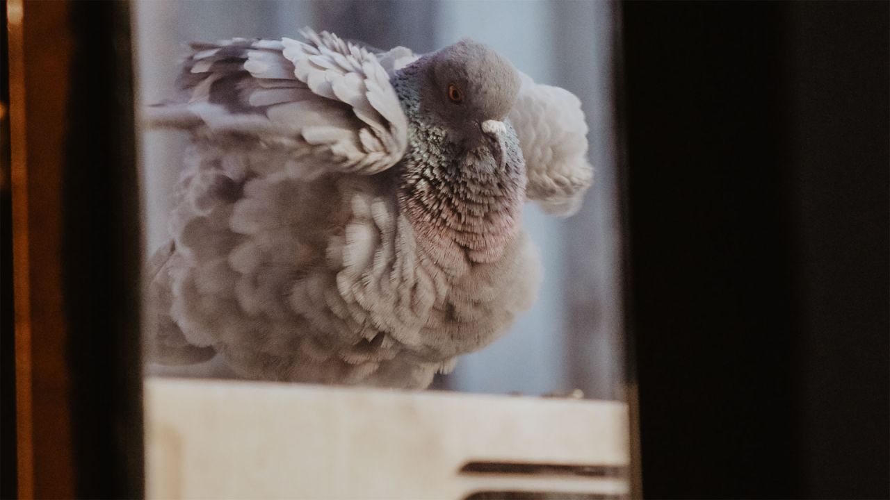 Pigeon outside a window