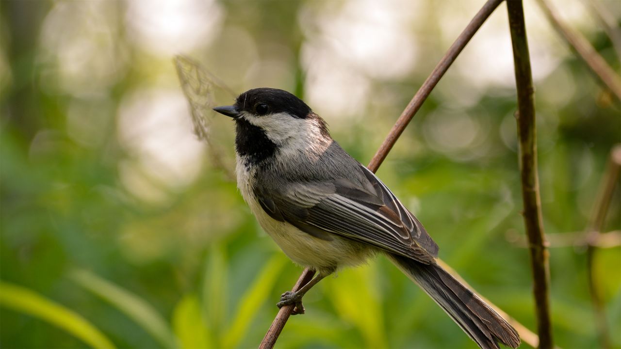 backyard bird