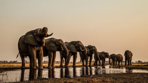 Elephants on the Okavango River