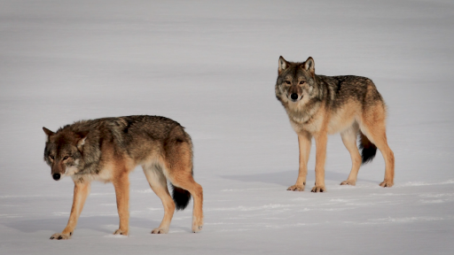 Wolves of Isle Royale