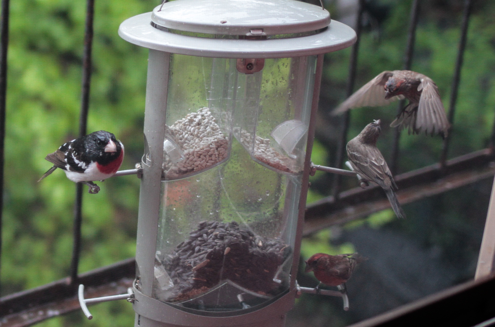 Wild birds at birdfeeder