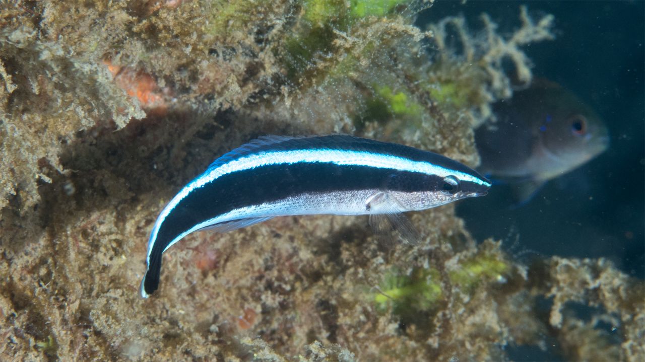 Cleaner Wrasse Fish 