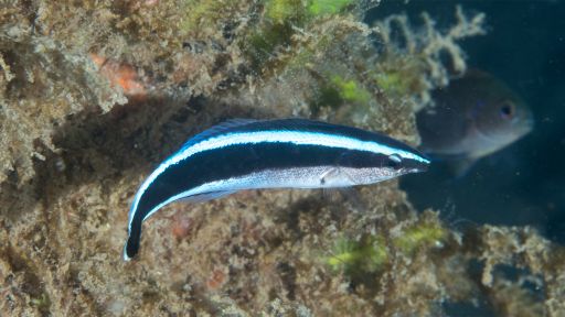 Cleaner Wrasse Fish