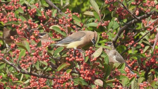 Birds Feeding on Berries