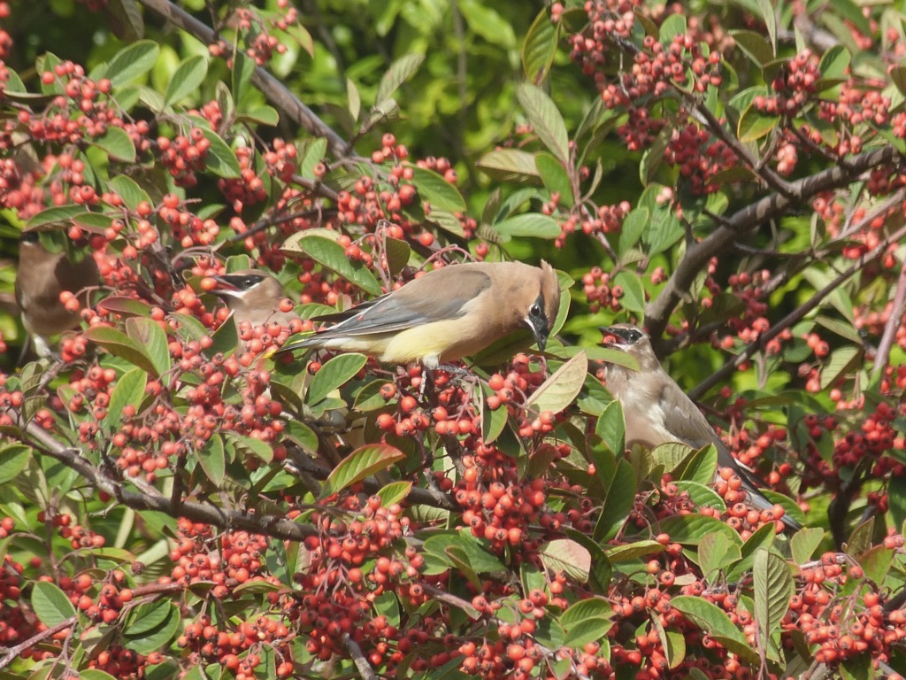 Birds Feeding on Berries 