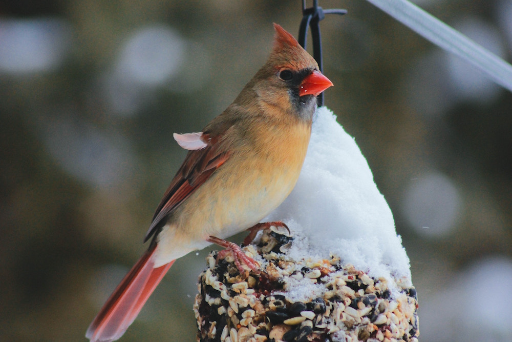 Female cardinal 